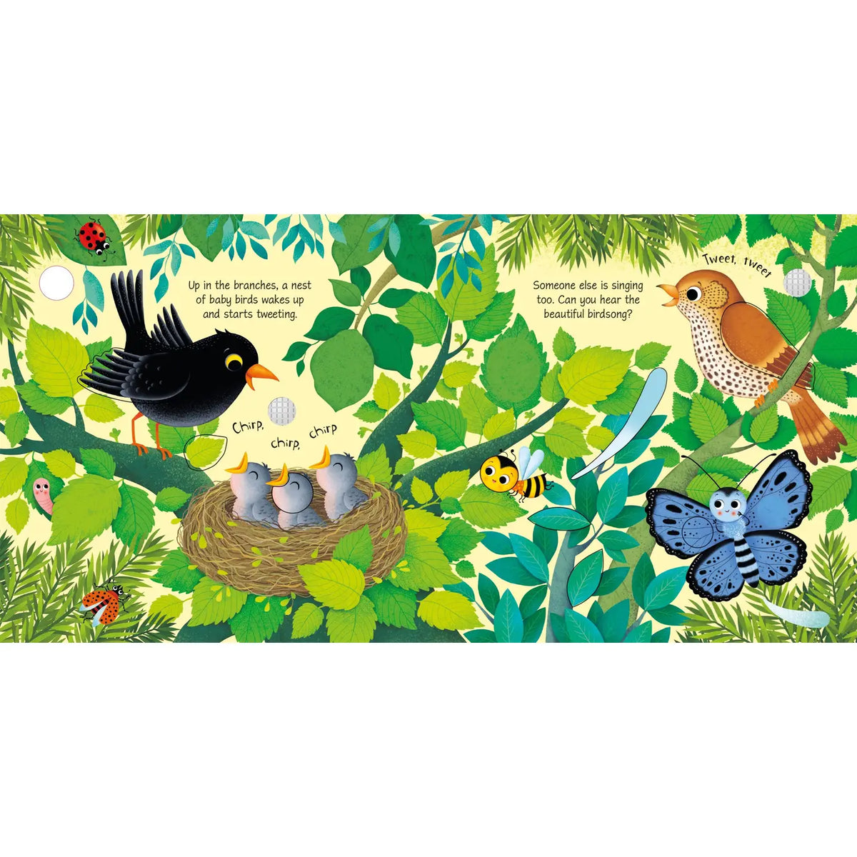 Bird Sounds: Usborne