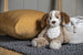 Marshmallow Parker Puppy – 13″