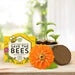 BUZZY Save the Bees Classic Terra Cotta Grow Kit